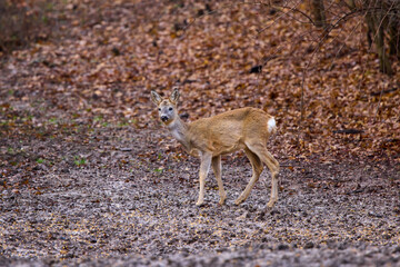 Roe deer in the forest in the late autumn