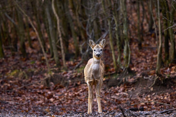 Roe deer in the forest in the late autumn
