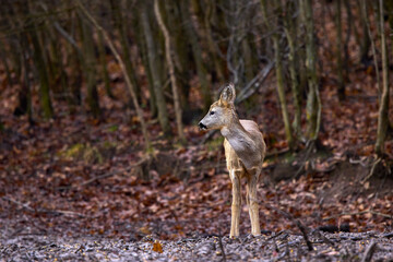 Roe deer in the forest in the late autumn
