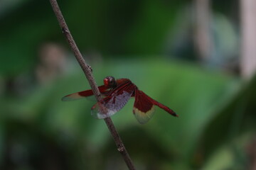 dragonfly on a flower
