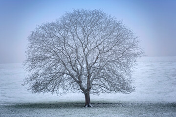 isolated tree covered with snow