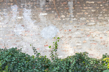 Background old brick wall with plaster and green leaves of creeping ivy on the bottom