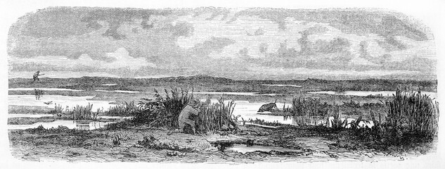 hidden Hunter behind aquatic plants preparing shooting a coguar in a vast wetland in Patagonia. Ancient grey tone etching style art by Trichon and Castelli, Le Tour du Monde, 1861