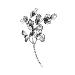 Cilantro branches and leaves. Vector gray vintage hatching illustration isolated