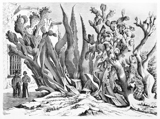 huge typical Mexican succulent tangled plants compared to small people in Chihuahua state. Ancient grey tone etching style art by Minne and Rond�, Le Tour du Monde, 1861