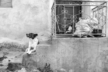 A dog is howling on the house steps, a cat feels bored at the house door, at the mountain village of Kosovo, Bulgaria, black and white photography
