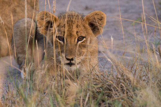 A horizontal image of a tiny baby lion cub, Panthera leo, with a grass tickling his face and looking at the camera in the Greater Kruger National Park, South Africa. 