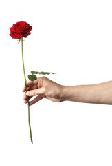 Man holding red rose isolated on white background