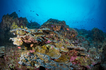 Pink anthias schooling over coral reef