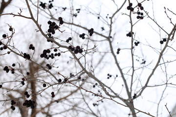 Fototapeta na wymiar black berries on naked tree branches in winter