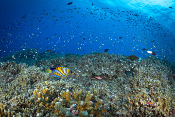 Colorful anthias reef fish swimming in tropical clear water above coral reef