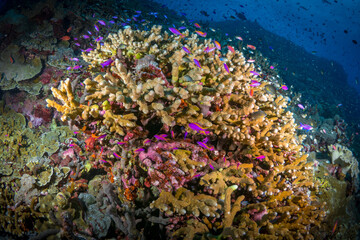 Fototapeta na wymiar Pink anthias schooling over coral reef