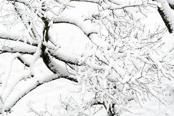 Wonderful white winter landscape with trees covered by snow after snowfall 