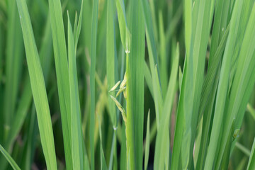 Fototapeta na wymiar Green fresh rice paddy and green leaves of rice in field