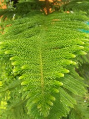 Tumbuhan hijau (Daun pohon cemara)