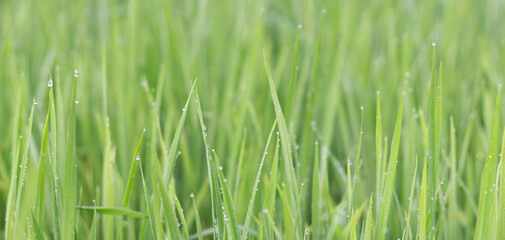 Water droplets on the light green rice leaves and blur green nature background