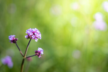 The background image of the colorful flowers