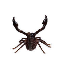 Back view of young Asian forest scorpion in agressive defense pose. Isolated on white background.