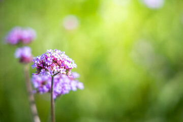 The background image of the colorful flowers