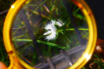 サギソウ（花）
