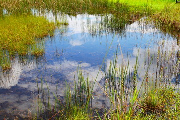 沼地に映る空