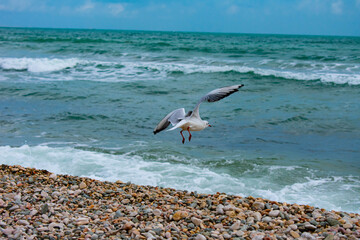 Seagull in flight. Чайка в полёте