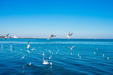 Funny seagulls.  Веселые чайки