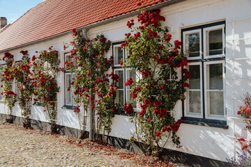 White house wall with window and red climbing roses