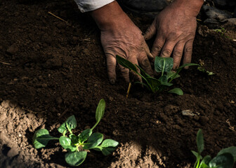 Closeup of seeds spinach in farmer's hands. Removing the soil