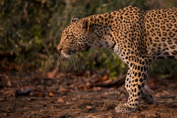 Fototapeta na wymiar Leopard walking stealth mode (on the move) in Kruger National Park, South Africa