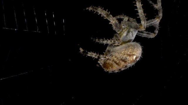 Garten-Kreuzspinne  Araneus diadematus baut kunstvolles Spinnennetz vor freigestelltem schwarzem Hintergrund