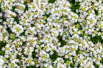 Thymus serpyllum 'Snowdrift' a summer flowering rockery plant with a white summertime flower which...