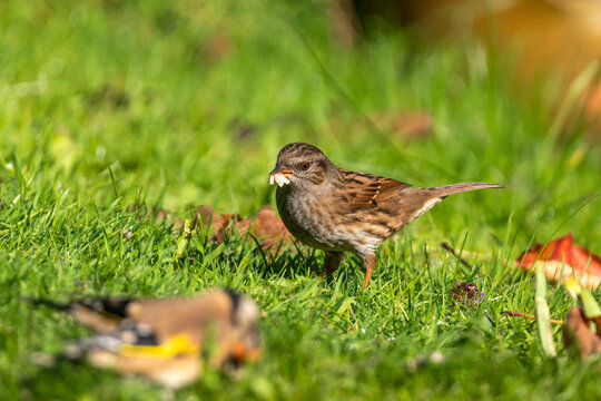 Hedge sparrow or Dunnock (Prunella modularis) bird feeding on a garden grass lawn in the UK, stock photo image