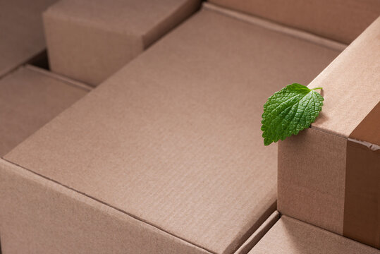 Fresh green leaf among cardboard boxes with copy space