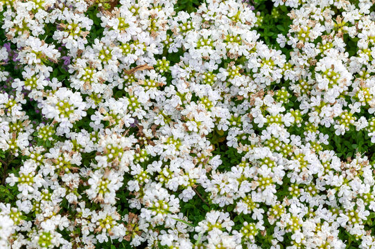 Thymus serpyllum 'Snowdrift' a summer flowering rockery plant with a white summertime flower which opens in June and July and is commonly known as creeping Thyme, stock photo image