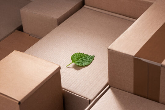 Fresh green leaf laying between cardboard boxes