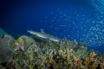 White tip reef shark swimming above tropical coral reef