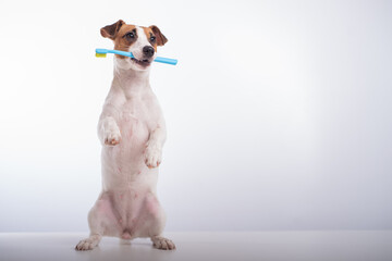 Smart dog jack russell terrier holds a blue toothbrush in his mouth on a white background. Oral...