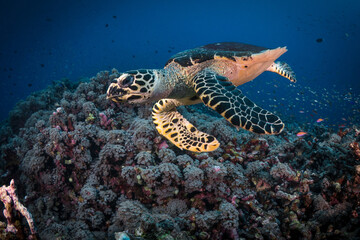 Naklejka premium Hawksbill turtle swimming above coral reef