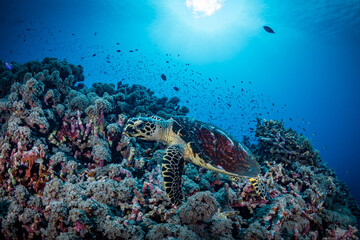 Hawksbill turtle swimming above coral reef