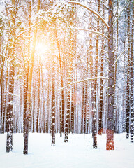 Sunbeams streaking through pine trunks in a winter pine forest after a snowfall at sunrise.