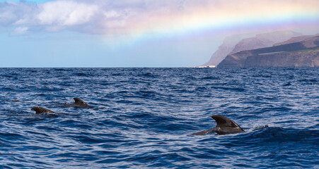 Pilot Whales, Canary islands
