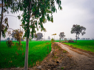 trees in the field