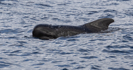 Obraz premium Pilot Whales, Canary islands