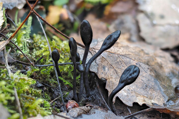 The Velvety Earthtongue (Trichoglossum hirsutum) is an inedible mushroom