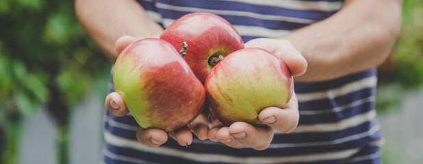 harvest of apples in the hands of a man. Selective focus.