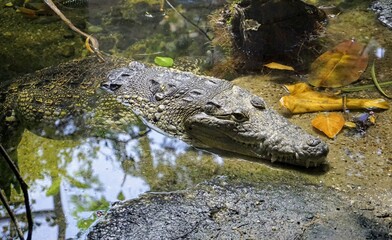 Crocodile
