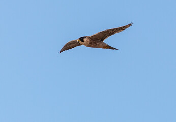 Barbary Falcon