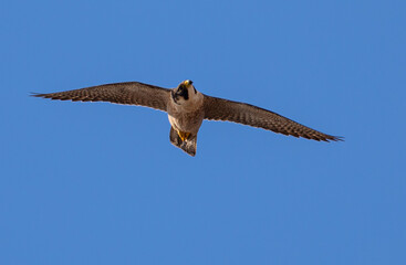 Barbary Falcon
