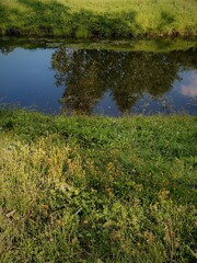 reflection of trees in the water